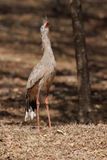 Red-legged Seriema - Cariama cristata