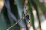 Gray-breasted Sabrewing - Campylopterus largipennis