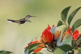 Gray-breasted Sabrewing - Campylopterus largipennis