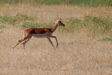 Impala - Aepyceros melampus