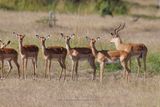 Impala - Aepyceros melampus