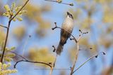 Green-winged Saltator - Saltator similis