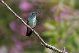 Versicolored Emerald - Amazilia versicolor