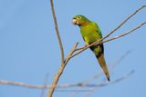 White-eyed Parakeet - Psittacara leucophthalmus