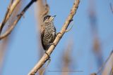 White-barred Piculet - Picumnus cirratus