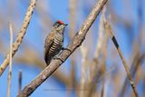 White-barred Piculet - Picumnus cirratus