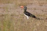 Crowned Hornbill - Lophoceros alboterminatus