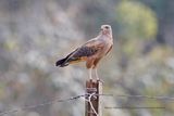 Savannah Hawk - Buteogallus meridionalis