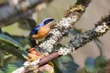 Fawn-breasted Tanager - Pipraeidea melanonota