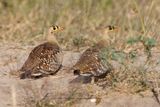 Double-banded Sandgrouse - Pterocles bicinctus