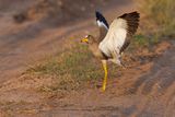 African Wattled Lapwing - Vanellus senegallus