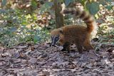 Coati - Nasua nasua