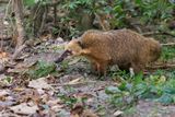 Coati - Nasua nasua