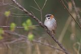 Rufous-collared Sparrow - Zonotrichia capensis