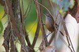 Buff-breasted Wren - Cantorchilus leucotis