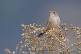 Wedge-tailed Grass-Finch - Emberizoides herbicola