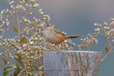 Wedge-tailed Grass-Finch - Emberizoides herbicola