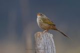 Wedge-tailed Grass-Finch - Emberizoides herbicola