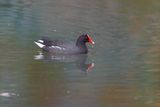 Common Gallinule - Gallinula galeata