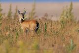 Pampas deer - Ozotoceros bezoarticus