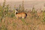 Pampas deer - Ozotoceros bezoarticus