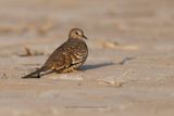 Scaled dove - Scardafella squammata