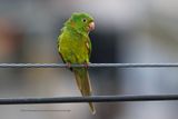 White-eyed Parakeet - Psittacara leucophthalmus