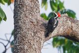 Crimson-crested Woodpecker - Campephilus melanoleucos