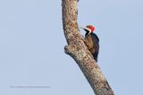 Crimson-crested Woodpecker - Campephilus melanoleucos