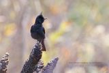 Crested Black Tyrant - Knipolegus lophotes