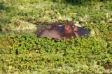 Hippo - Hippopotamus amphibius
