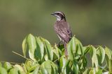 Piratic Flycatcher - Legatus leucophaius