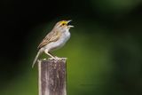 Yellow-browed Sparrow - Ammodramus aurifrons
