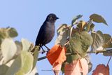 Shiny Cowbird - Molothrus bonariensis