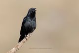 Chopi Blackbird - Gnorimopsar chopi