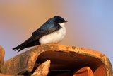 Blue-and-white Swallow - Pygochelidon cyanoleuca