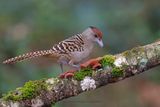 Giant Antshrike - Batara cinerea