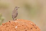 Campo Miner - Geositta poeciloptera