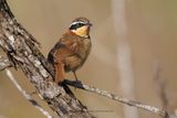 Collared Crescentchest Melanopareia torquata