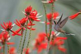 Scale-throated Hermit - Phaethornis eurynome