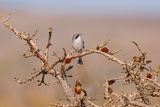 White-banded Tanager - Neothraupis fasciata