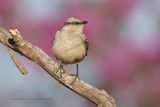 Chalk-browed Mockingbird - Mimus saturninus