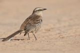 Chalk-browed Mockingbird - Mimus saturninus