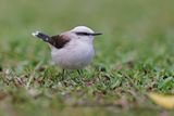 Masked Water-Tyrant - Fluvicola nengeta
