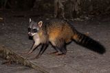 Crab-eating raccoon - Procyon cancrivorus