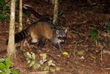 Crab-eating raccoon - Procyon cancrivorus