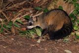 Crab-eating raccoon - Procyon cancrivorus