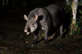 South American Tapir - Tapyrus terrestris