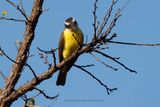 Boat-billed Flycatcher - Megarynchus pitangua