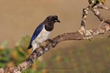 Curl-crested Jay - Cyanocorax cristatellus